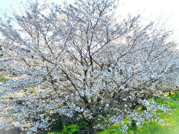 満開の桜